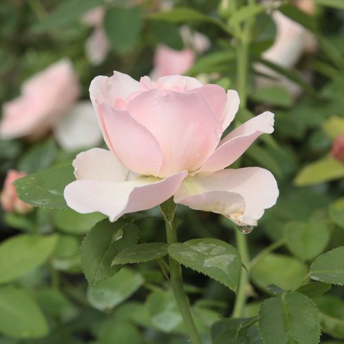 Rosa  Auswith - růžová - Stromkové růže s květy anglických růží - stromková růže s rovnými stonky v koruně